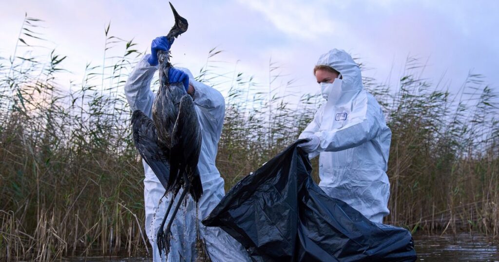 Bird flu hits migrating cranes hard in Germany as the virus flares up