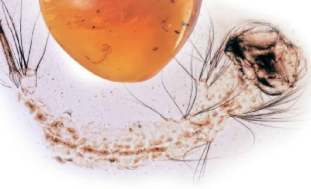 How a Mosquito Larva Fossil Traps Time
