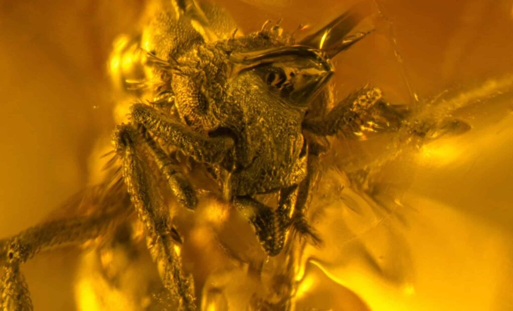Fossil of Extinct Ant Species Found Preserved in Caribbean Amber