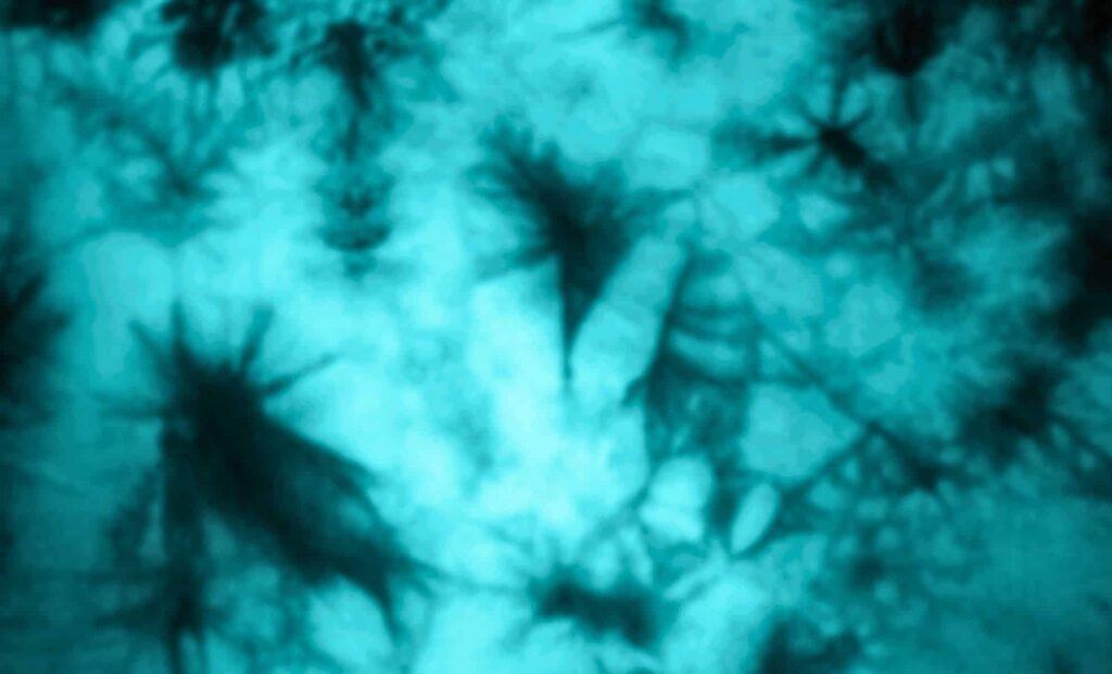 Buried Under Arctic Ice, This Lifeform Is Thriving—Scientists Say It Wasn’t Supposed to Exist There