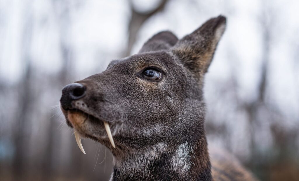 Vampire Deer Are Hiding in Britain’s Forests — And They’re Strangely Adorable