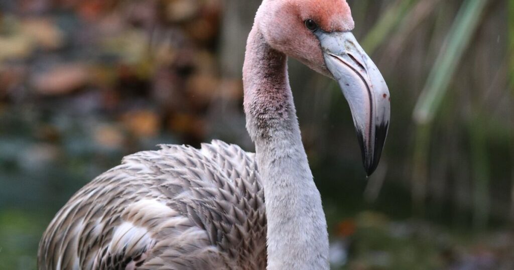On a Clipped Wing, Flamingo Escapes a British Zoo for a Life in France