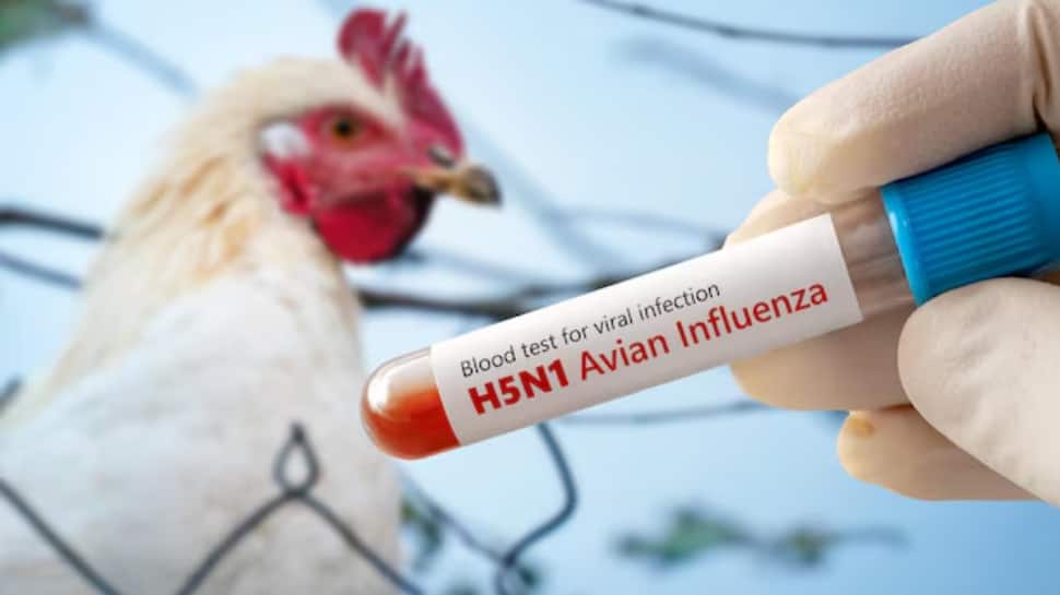 First-Ever Human Case Of H5N5 Bird Flu Detected In Washington, Doctors Race To Decode The Mysterious Strain | Health News
