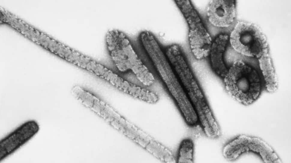 Ethiopia Faces A Deadly Marburg Virus Outbreak: How This Killer Disease Spreads & Why Africa’s Health Crisis Is Worsening | Health News