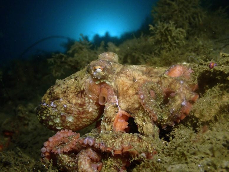 This Lab Just Copied the Octopus’s Camouflage Superpower
