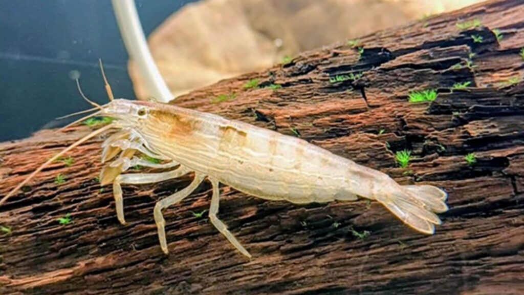 Shrimp species rediscovered in Karnataka and Odisha after 72 years | Bangalore News
