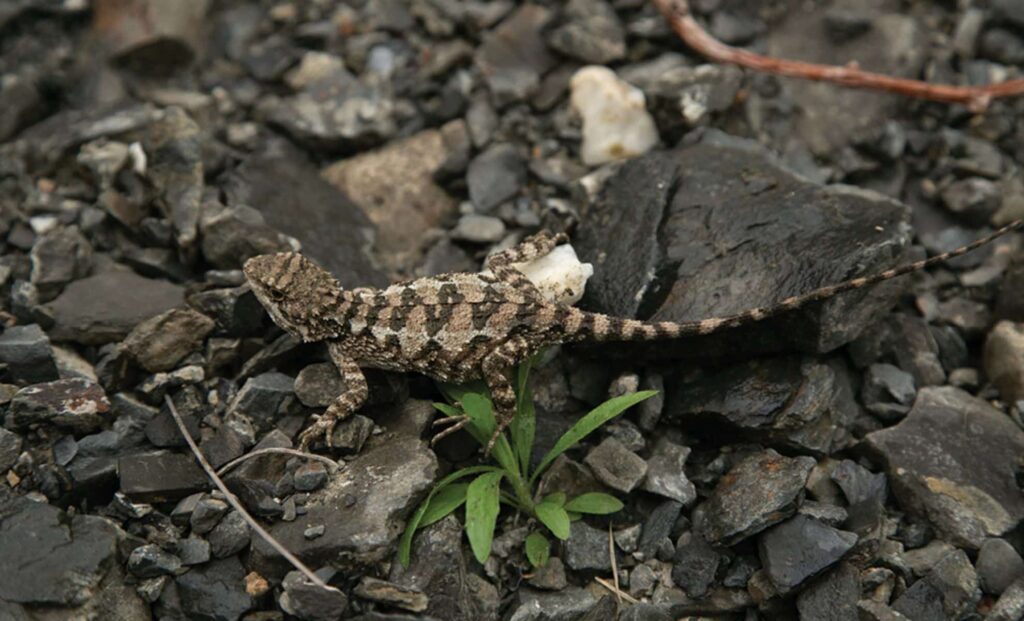 This Tiny Lizard’s Lemon-Colored Stripes Are Breaking New Ground in Science