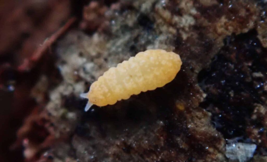 This Blue Springtail With Six Eyes Could Unlock Secrets of Japan’s Ancient Forests