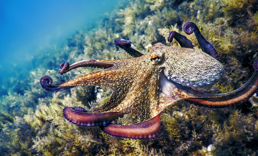 The Rare Pigment That Gives Octopuses Their Superpowers Has Finally Been Recreated!