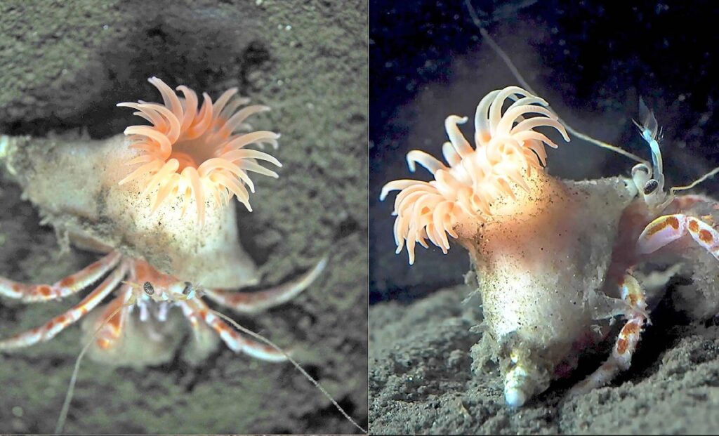Scientists Identify a Previously Unknown Sea Anemone Species That Crafts Living Shells for Hermit Crabs