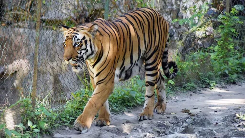 Safaris in 2 Karnataka wildlife reserves suspended after 3rd tiger attack death in a month | Bangalore News