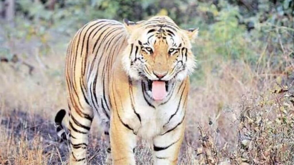 Tiger suspected to have mauled 3 people to death captured in Bandipur reserve | Bangalore News