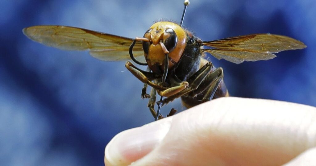 Murder hornet swarm kills U.S. father, son ziplining in Southeast Asia