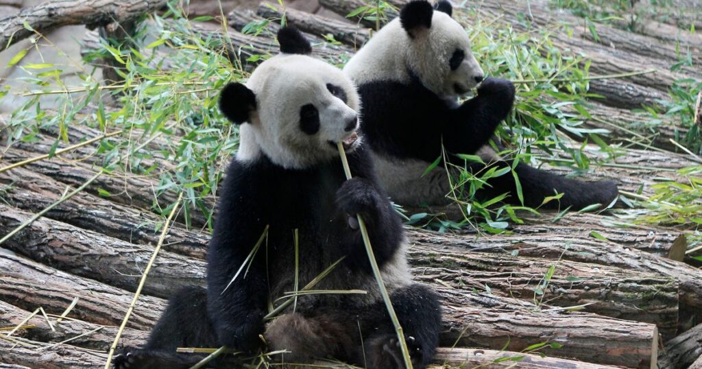 France says ‘bon voyage’ to 2 giant pandas as they head back to China