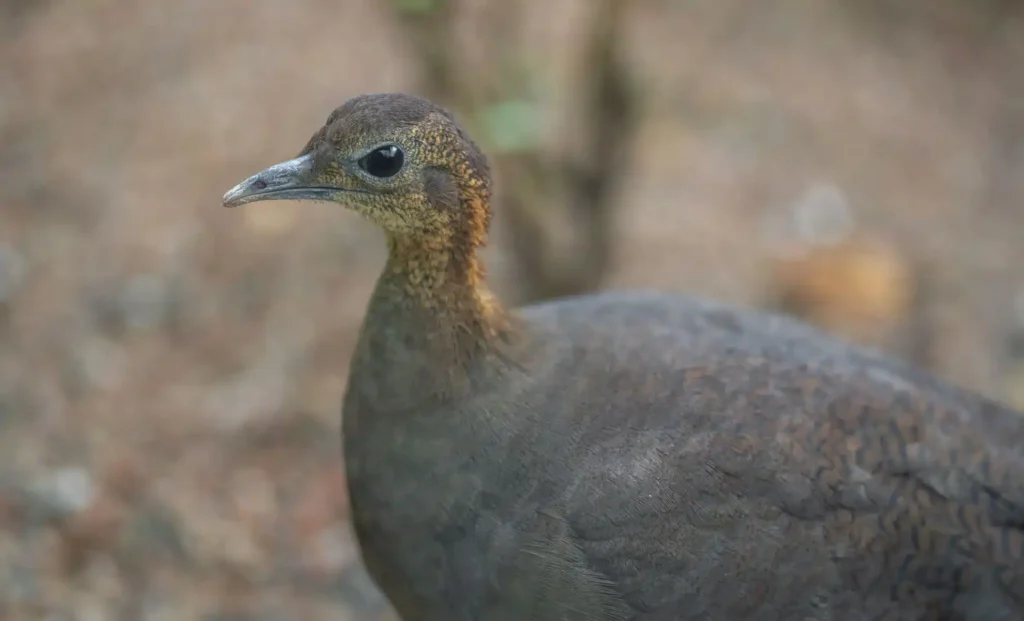 A Rare Bird Just Discovered – But It’s Already Facing the Same Risks as the Dodo