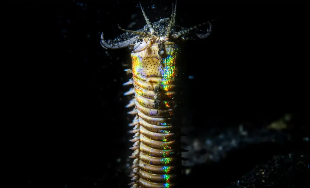 A Worm’s Surprising Secret Might Hold the Key to Eye Evolution!