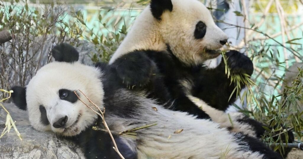 Japan will be without a panda for the first time in 50 years after twins leave Tokyo zoo