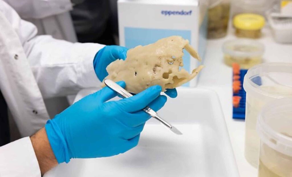 Sponges May Have Sparked Life on Earth 100 Million Years Earlier Than Scientists Realized!