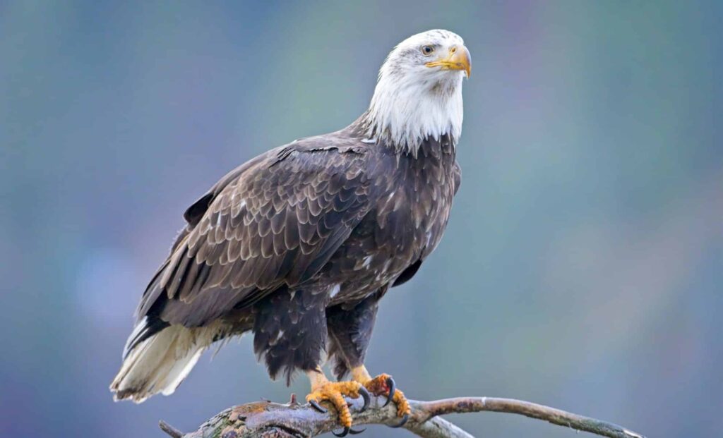 These Bald Eagles Are Flying in the ‘Wrong’ Direction Every Year – What’s Going On?