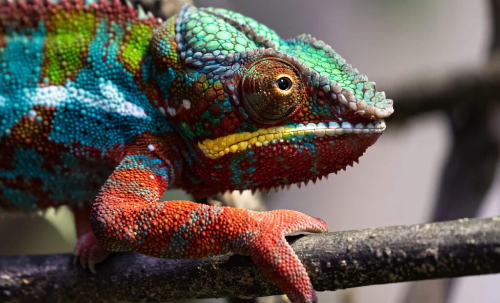 Chameleons’ Eye Secrets Unveiled After 2,000 Years – Here’s How They Do It!