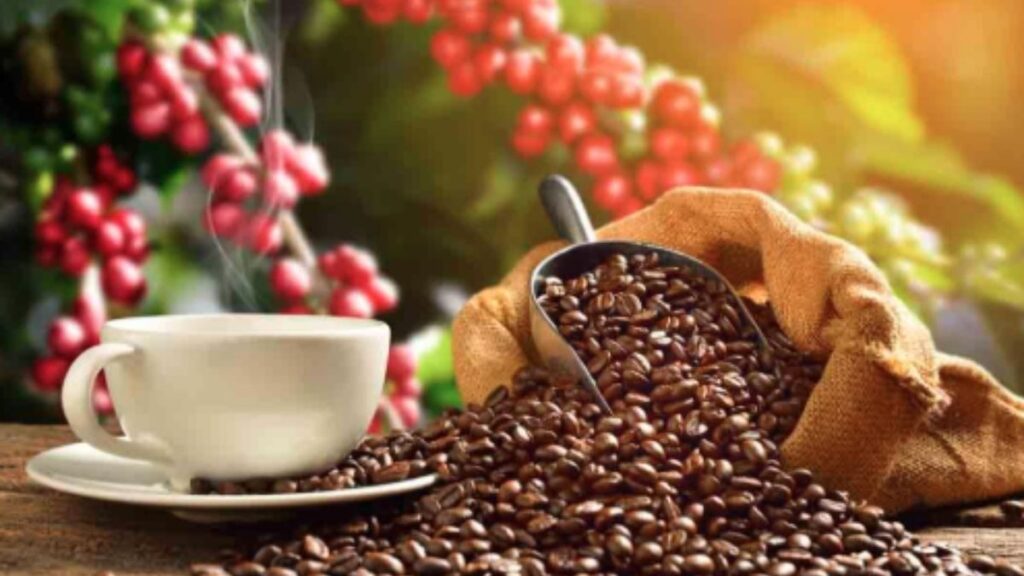 Karnataka coffee estates embrace weather tech amid cold wave alert