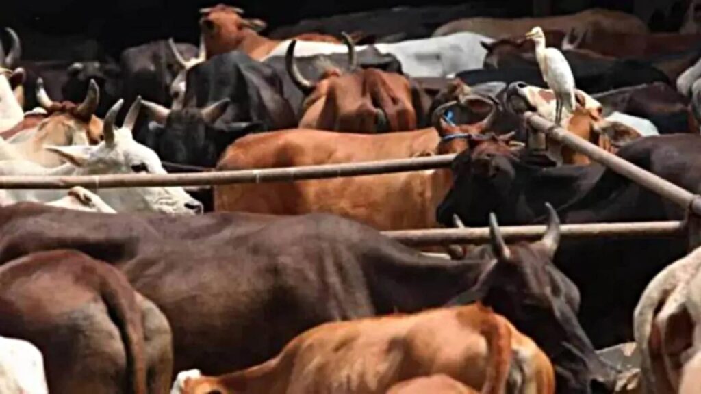 Karnataka puts amendments to cattle slaughter law on hold amid concerns about potential attacks from Opposition along communal lines