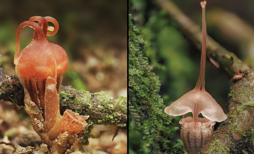 Scientists Discover Rare Fairy Lantern Species in Malaysia, Already Facing Extinction