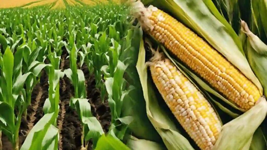 Karnataka raises maize procurement limit from 20 to 50 quintals per farmer