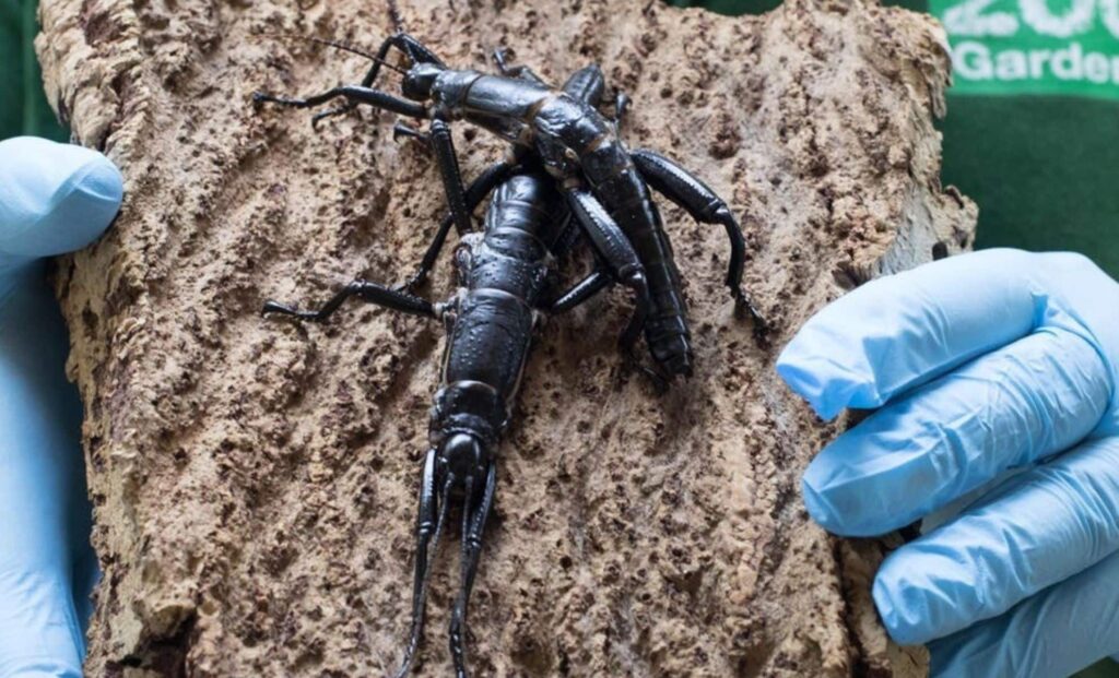 Declared Extinct in the 1930s, the World’s Rarest Insect Made a Comeback from a Cliff No One Could Reach