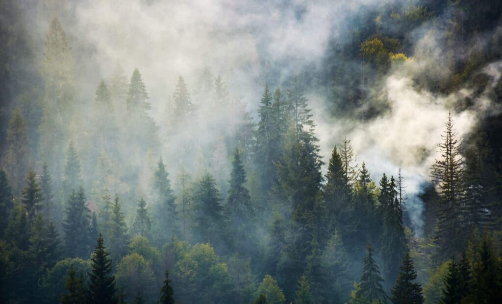 Plants Stopped Absorbing Carbon 56 Million Years Ago – Could It Happen Again?