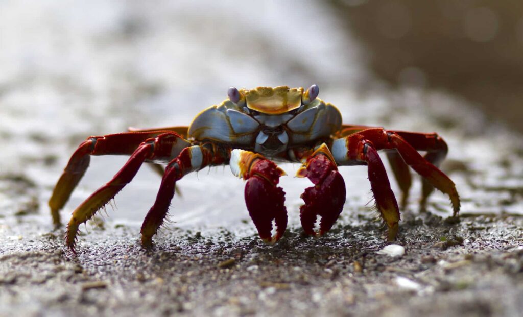 Scientists Just Found Out Why So Many Animals Keep Turning Into Crabs – And It’s Seriously Weird