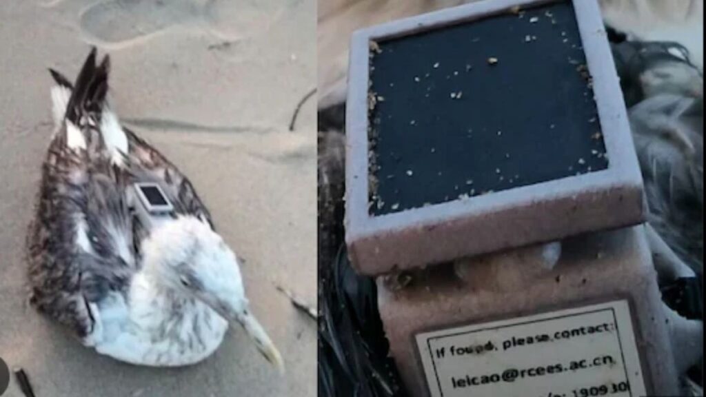 Migratory bird with GPS tracker found near Karwar naval base