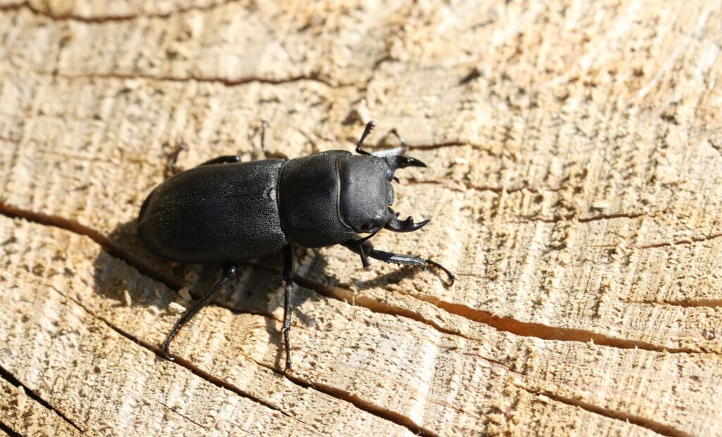 Meet the Beetle That Has Conquered the Freezing Peaks of Peru’s Andes