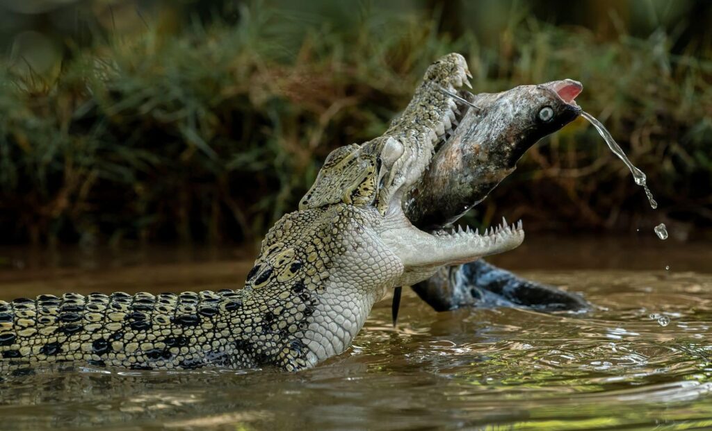 Crocodile’s Superbite Stuns Scientists—It Can Snap Bone Like a Toothpick
