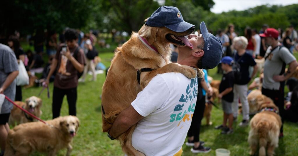 A symphony of woofs: This is what happens when 2,397 golden retrievers gather in an Argentina park